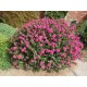 Lagerstroemia (liliac indian) pitic roz 10-20cm (ghiveci)