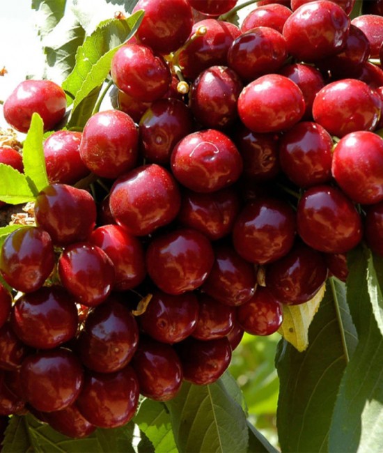 Cires Lapins (radacina nuda)