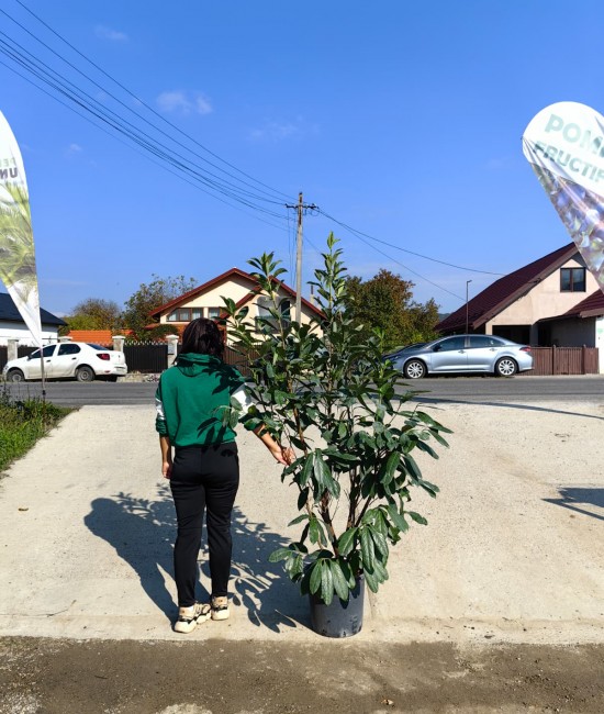 Laur englezesc Novita 1.4-1.6m