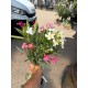Pachet promo 10 Leandri+Ingrasamant+Transport GRATUIT Pachet promo 10 Leandri+Ingrasamant+Transport GRATUIT