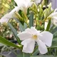Leandru alb 50-70cm (ghiveci) Leandru alb 50-70cm (ghiveci)