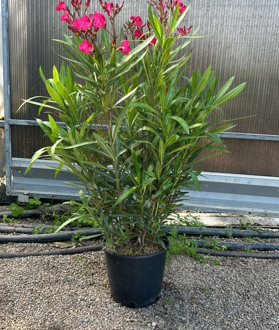 Leandru rosu 90-110cm(ghiveci) Leandru rosu 90-110cm(ghiveci)