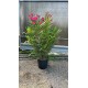Leandru rosu 90-110cm(ghiveci) Leandru rosu 90-110cm(ghiveci)
