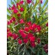 Leandru rosu 90-110cm(ghiveci) Leandru rosu 90-110cm(ghiveci)