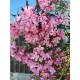 Leandru Roz simplu 90-110cm (ghiveci)