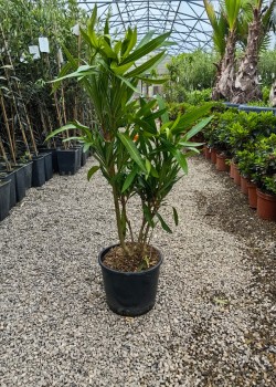 Leandru alb 50-70cm (ghiveci)