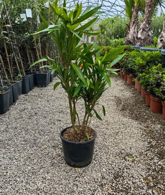 Leandru roz rezistent la frig 50-70cm (ghiveci)