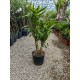 Leandru roz rezistent la frig 50-70cm (ghiveci)