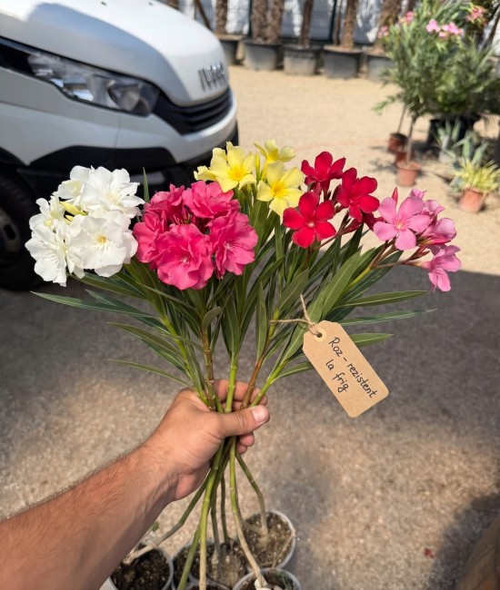 Pachet Promotional: 5 Leandri 30-50cm +Ingrasamant+ Transport gratuit Pachet Promotional: 5 Leandri 30-50cm +Ingrasamant+ Transport gratuit