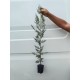 Chiparos leylandi altoit 80-90 cm