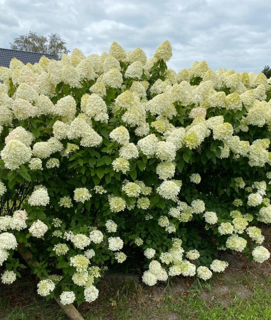 Hortensie Paniculata Limelight 20-30 cm (alveola)