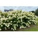 Hortensie Paniculata Limelight 20-30 cm (alveola)