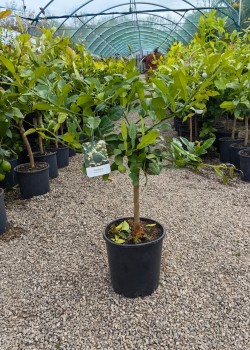 Lime Combava 50-70cm (ghiveci)