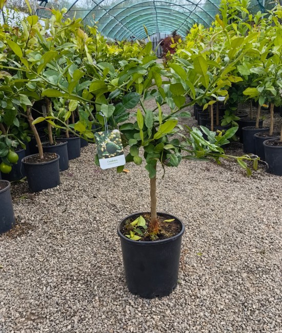 Lime Combava 50-70cm (ghiveci)