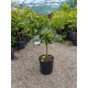 Lime Combava 50-70cm (ghiveci)