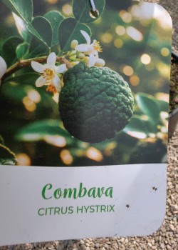 Lime Combava 50-70cm (ghiveci)