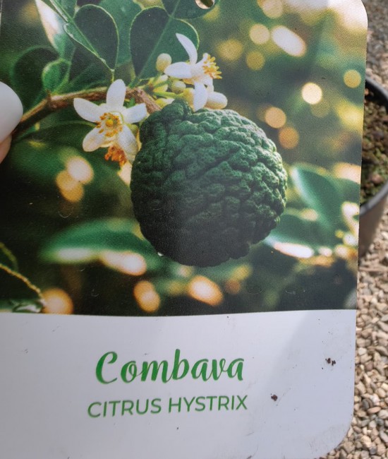 Lime Combava 50-70cm (ghiveci)
