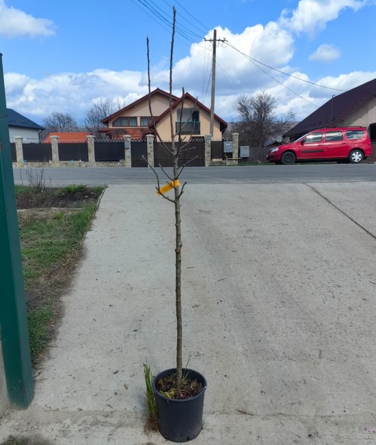 Mar Limoncella pe rod (ghiveci)