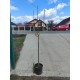 Mar Limoncella pe rod (ghiveci)