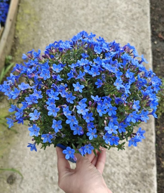Lithodora (ghiveci)