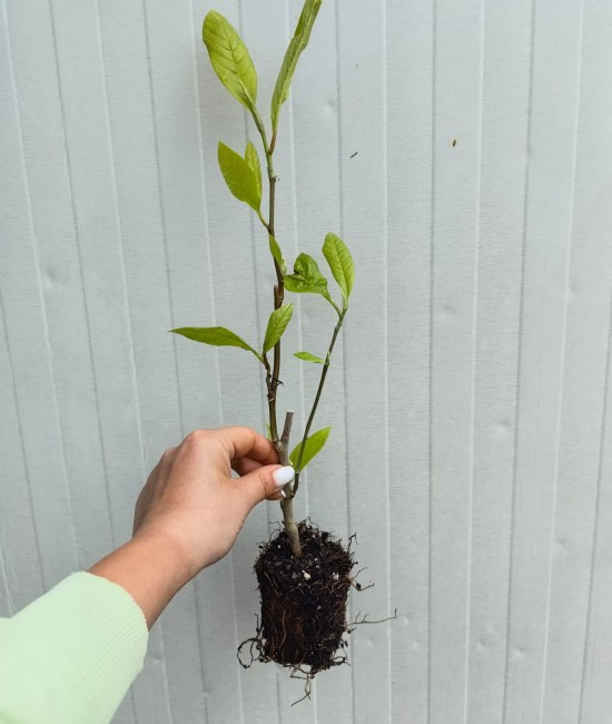 Magnolie Soulangeana (Alveola)