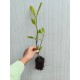 Magnolie Soulangeana (Alveola)