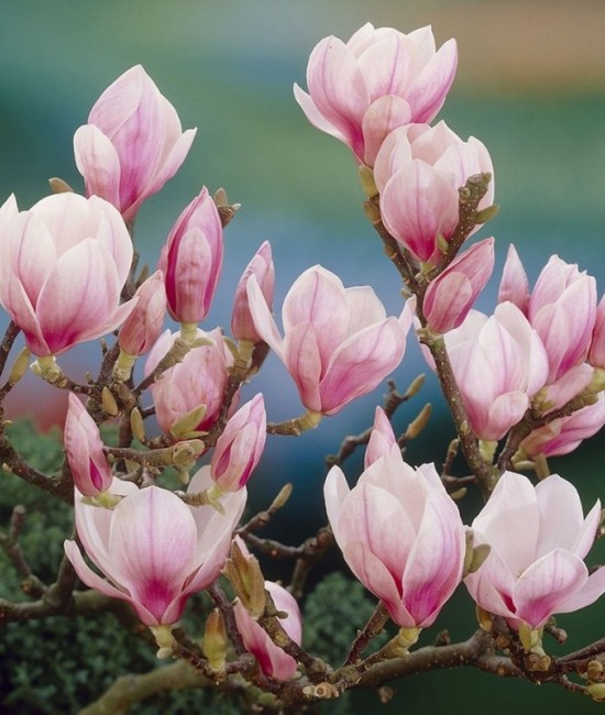 Magnolie Soulangeana (Alveola)