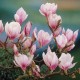 Magnolie Soulangeana (Alveola)