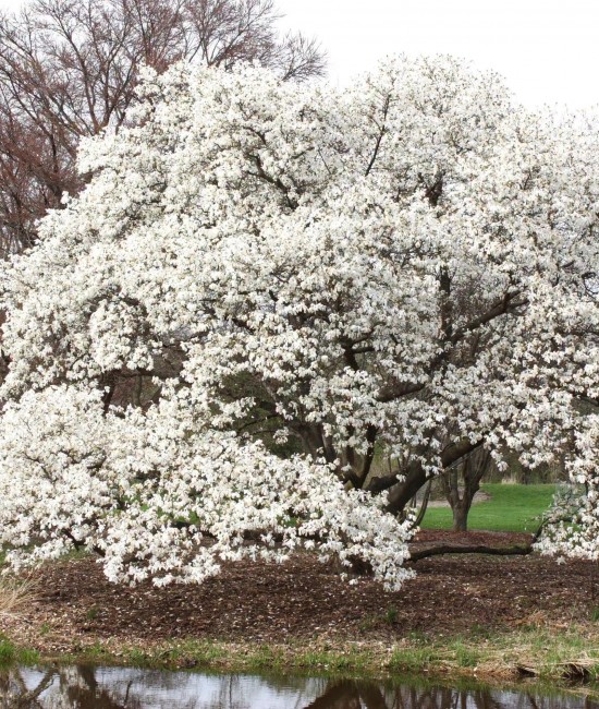 Magnolie Kobus ( alveolă )