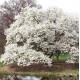 Magnolie Kobus ( alveolă )