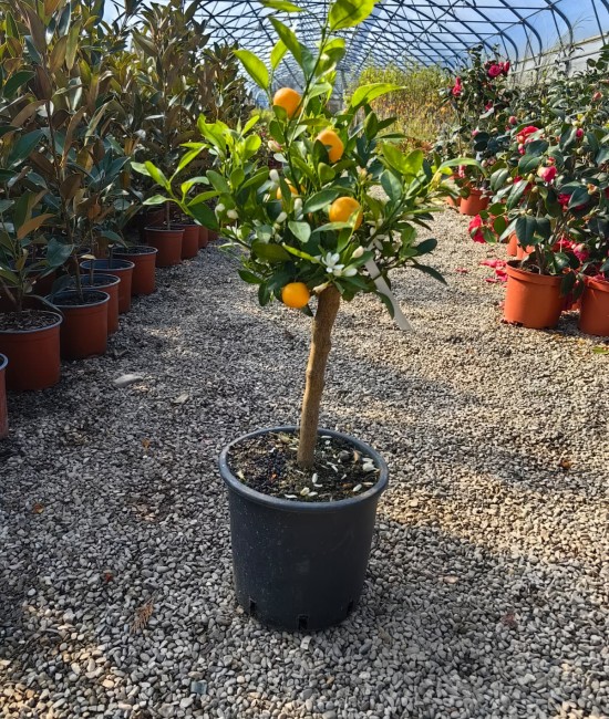 Calamondin (ghiveci)