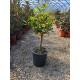 Calamondin (ghiveci)