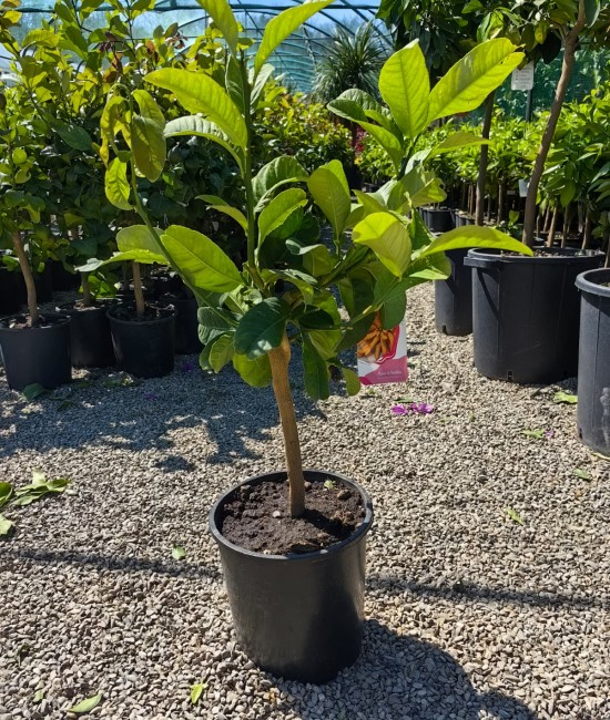 Lamai Mana lui Buddha 50-70cm (ghiveci)