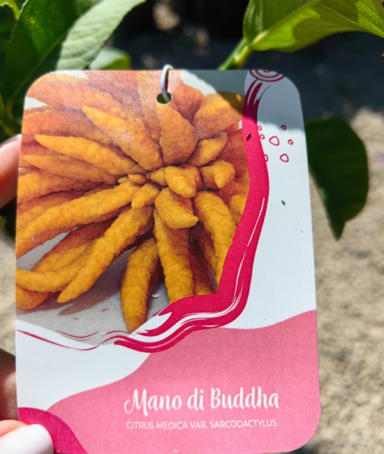 Lamai Mana lui Buddha 50-70cm (ghiveci)