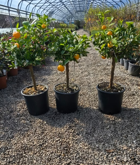 Calamondin (ghiveci)