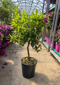 Mandarin 50-60cm (ghiveci)