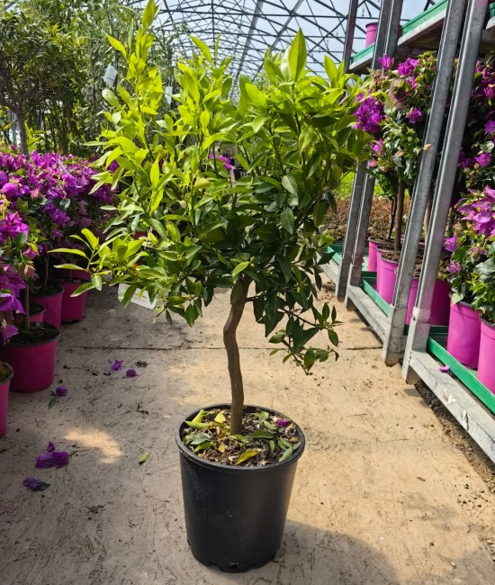 Mandarin 50-60cm (ghiveci)