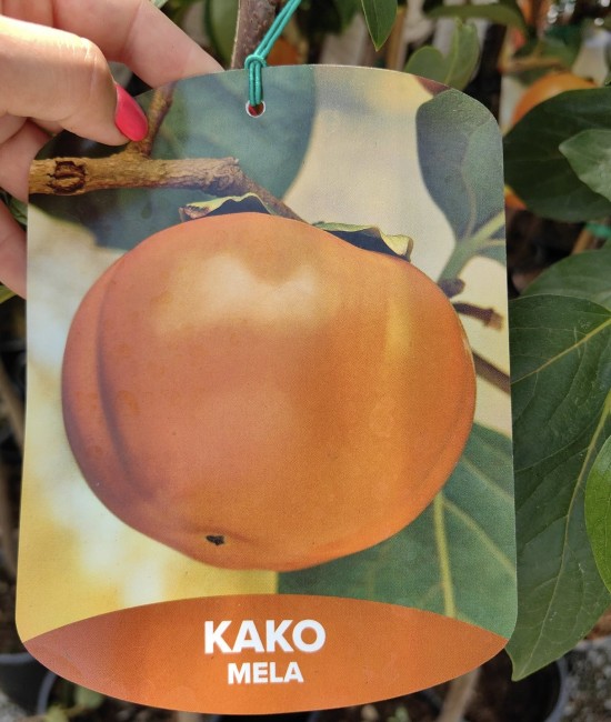 Kaki Mela la Ghiveci
