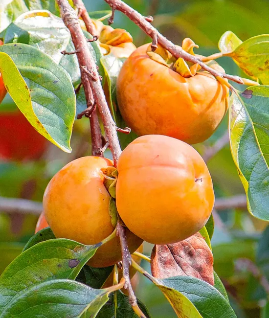 Kaki Mela Pe rod (radacina nuda)