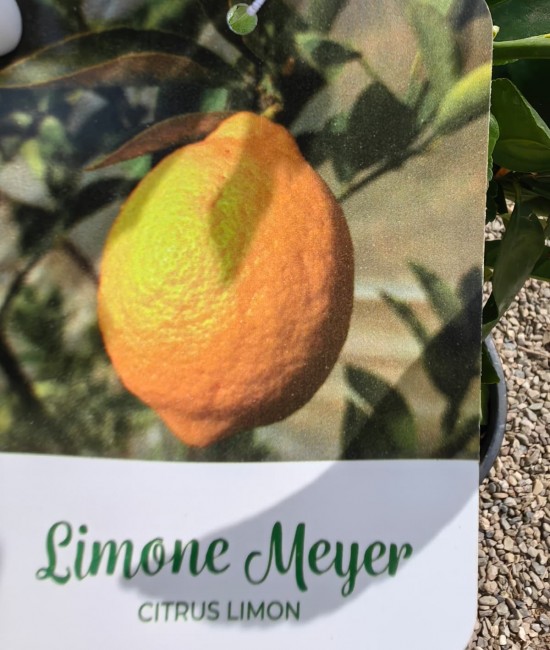 Lamai Meyer 50-70cm (ghiveci)