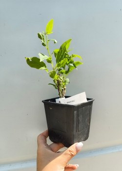Minikiwi Issai (ghiveci)