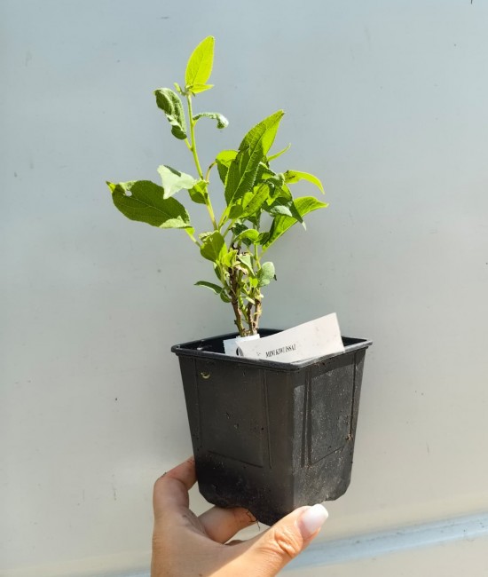 Minikiwi Issai (ghiveci)