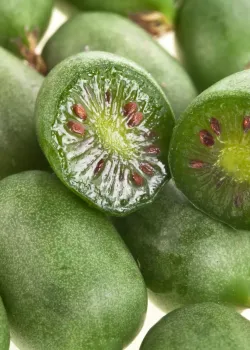 Minikiwi Issai (ghiveci)