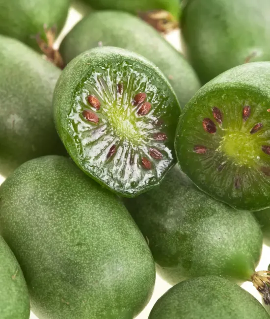 Minikiwi Issai (ghiveci)