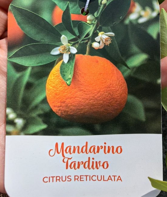 Mandarin 1.1-1.3m (ghiveci)