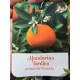 Mandarin 1.1-1.3m (ghiveci)