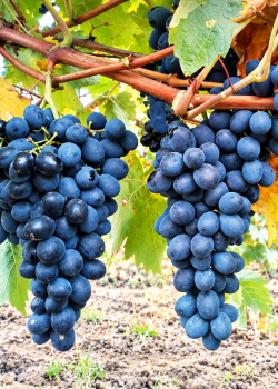 Vita de vie Moldova (radacina libera) Vita de vie Moldova (radacina libera)