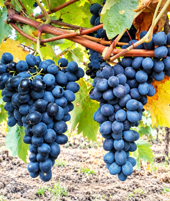Vita de vie Moldova (radacina libera) Vita de vie Moldova (radacina libera)