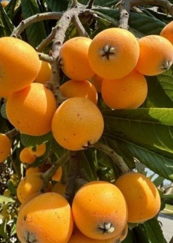 Mosmon Japonez (ghiveci)