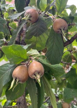 Mosmon Nottingham (radacina nuda)